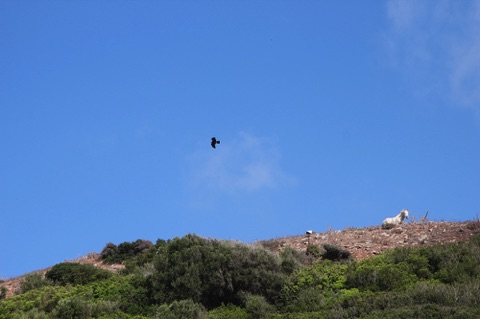Booted eagle in flight